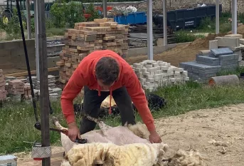 Photo tonte moutons Meudon